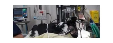 Business 3 image THE UNUSUAL PET VETS Veterinary Surgery in Balcatta WA