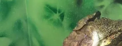 Business 4 image THE UNUSUAL PET VETS Veterinary Surgery in Balcatta WA