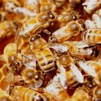 Business 4 image PEST CONTROL DOUBLEVIEW