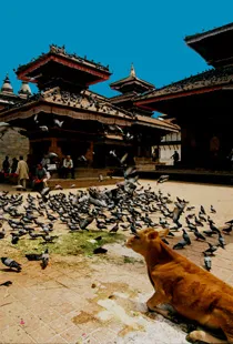 Business 6 image HIMALAYAN EXPERIENCE TRAVEL