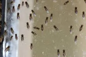Business 3 image PEST CONTROL GREENWAY