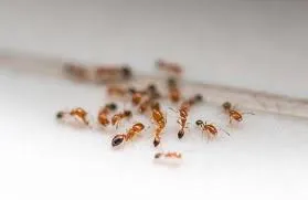 Business 2 image PEST CONTROL GREENWAY