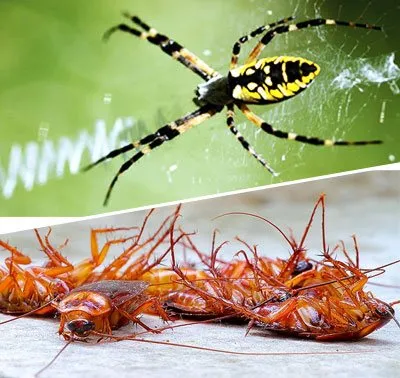 Business 3 image ACE PEST SPIDERS CONTROL MELBOURNE