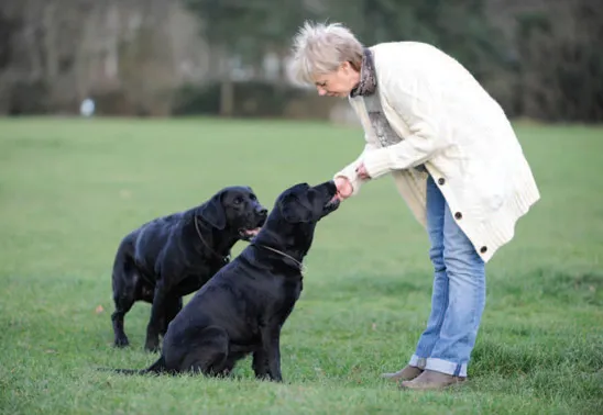 Business 3 image DOGSHARE - DOG ADOPTION & CARE SERVICE