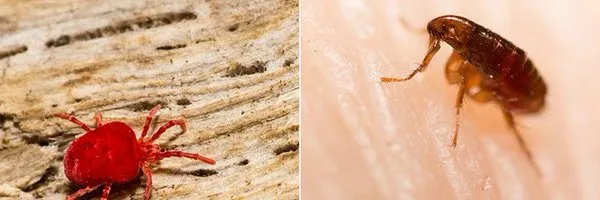 Business 1 image PEST CONTROL DOUBLEVIEW