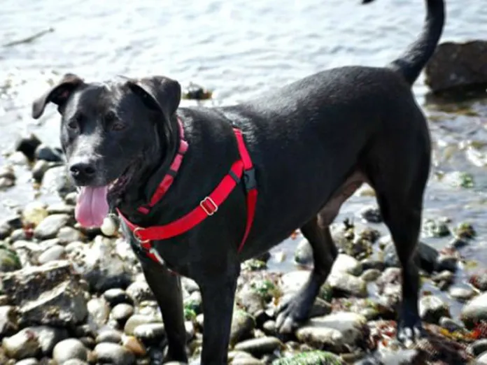 Business 1 image DOGSHARE - DOG ADOPTION & CARE SERVICE
