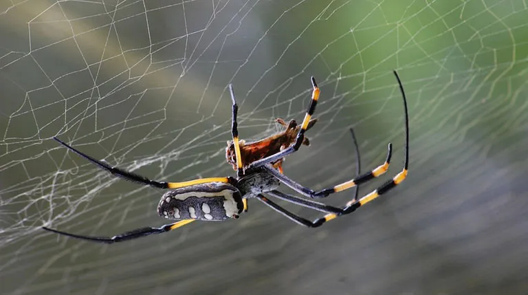Business 2 image ACE PEST SPIDERS CONTROL MELBOURNE
