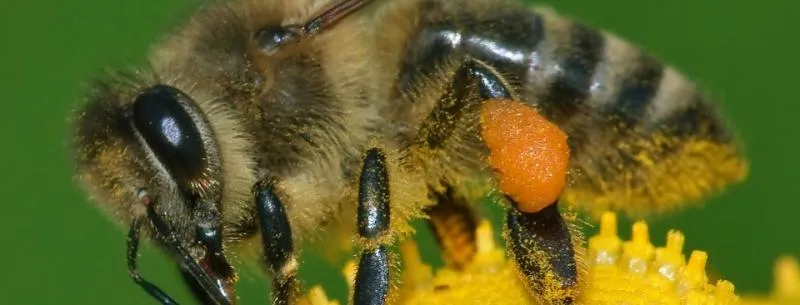 Business 2 image PEST CONTROL DOUBLEVIEW