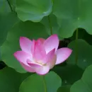 LOTUS ORIENTAL THERAPIES Shiatsu Therapy in Adelaide SA