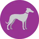 GREYHOUNDS AS PETS Pet Care in Angle Park SA