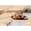 PEST CONTROL RANDWICK Pest Control in Randwick NSW