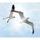 INNER HARMONY COUNSELLING AND THERAPY Self Development in Bulimba QLD