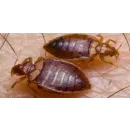 PEST CONTROL GREENWAY Pest Control in Monash ACT