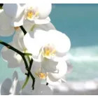 SEXUAL TRAUMA COUNSELLING PERTH