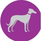 GREYHOUNDS AS PETS